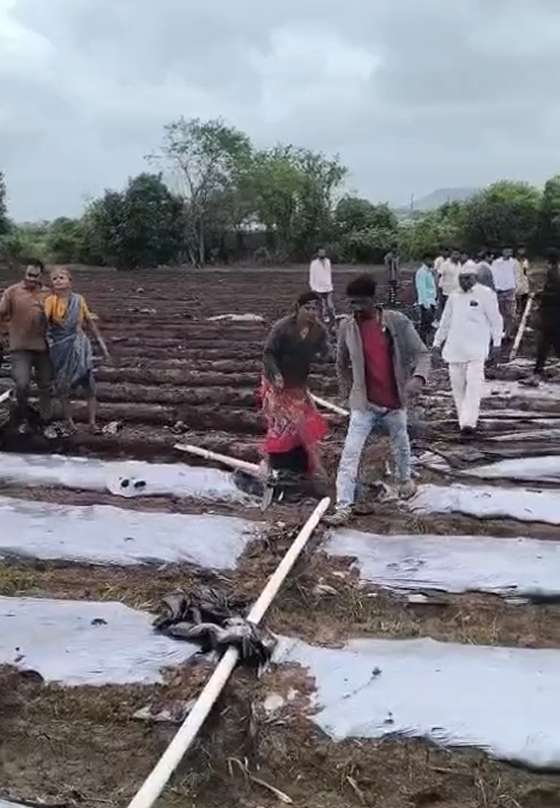 चांदवडमध्ये शेतीच्या वादातून टोमॅटो शेतीची नासधूस; २० ते २५ जणांविरोधात गुन्हा