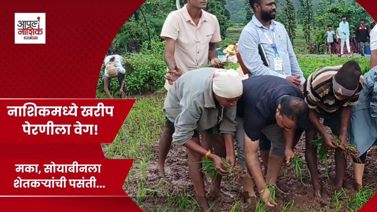 नाशिकात खरीप पेरणी ८० टक्के पूर्ण; मक्याची सर्वाधिक लागवड