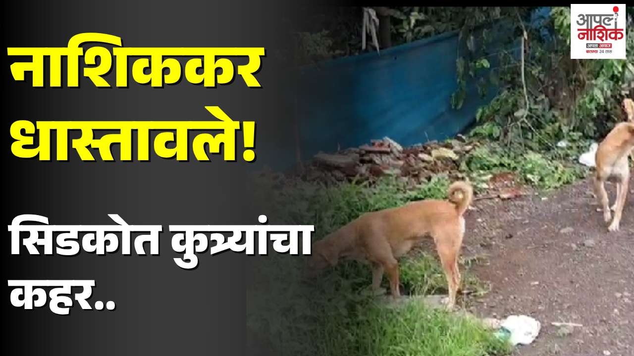 नाशिक सिडकोत भटक्या कुत्र्यांचा वाढता उपद्रव; नागरिकांमध्ये भीती, कारवाईची मागणी