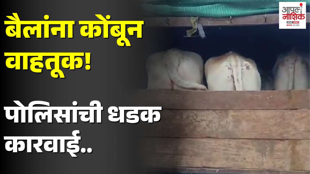खामगावात निर्दय गोवंश वाहतूक उघड; चार बैलांची सुटका, तिघांवर कारवाई