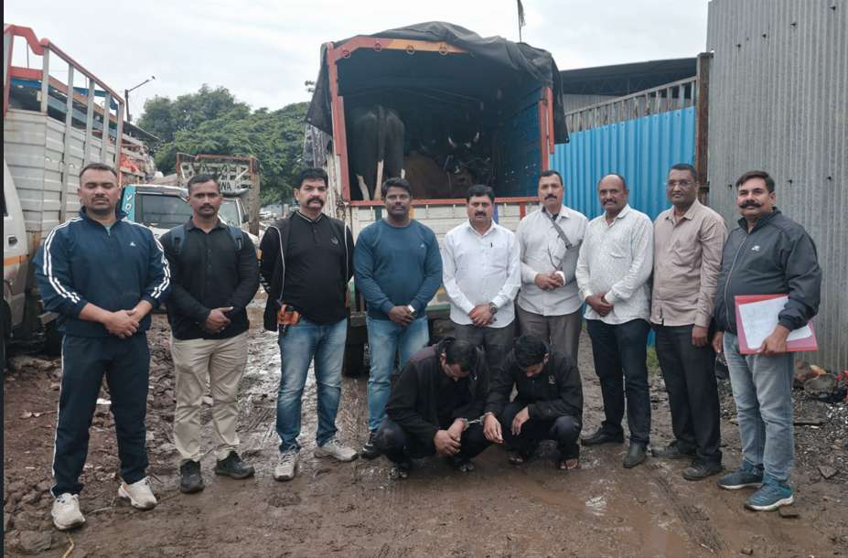 Nashik मध्ये मोठी कारवाई! कत्तलीसाठी Govansh Transport उधळली; 6 जनावरांची सुटका, दोघे Arrest