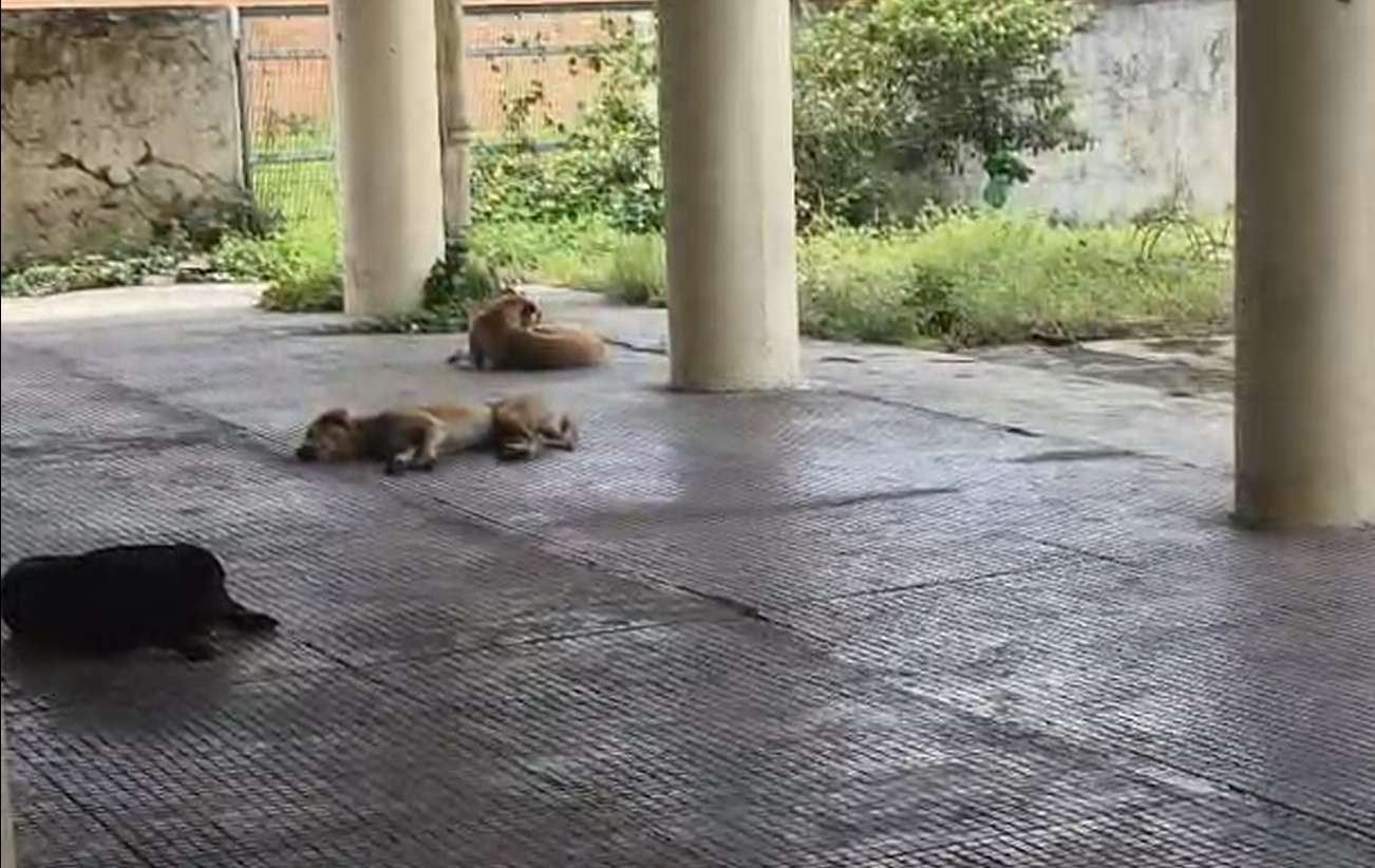 Nashik मध्ये Stray Dogs चा कहर! महासभेत तातडीने बंदोबस्ताची मागणी