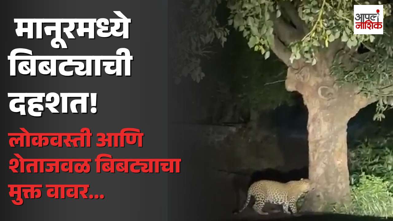 कळवणच्या मानूरमध्ये बिबट्याची दहशत! 🐆 लोकवस्ती आणि शेताजवळ मुक्त वावर; ग्रामस्थ भयभीत | Apla Nashik