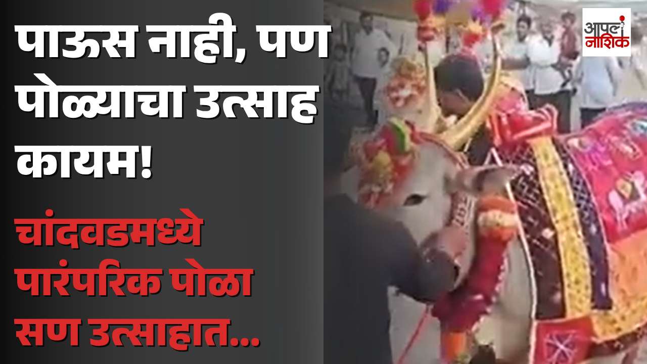 दीड महिन्यापासून पावसाची दडी; चांदवडमध्ये पोळा सण मात्र उत्साहात | Apla Nashik