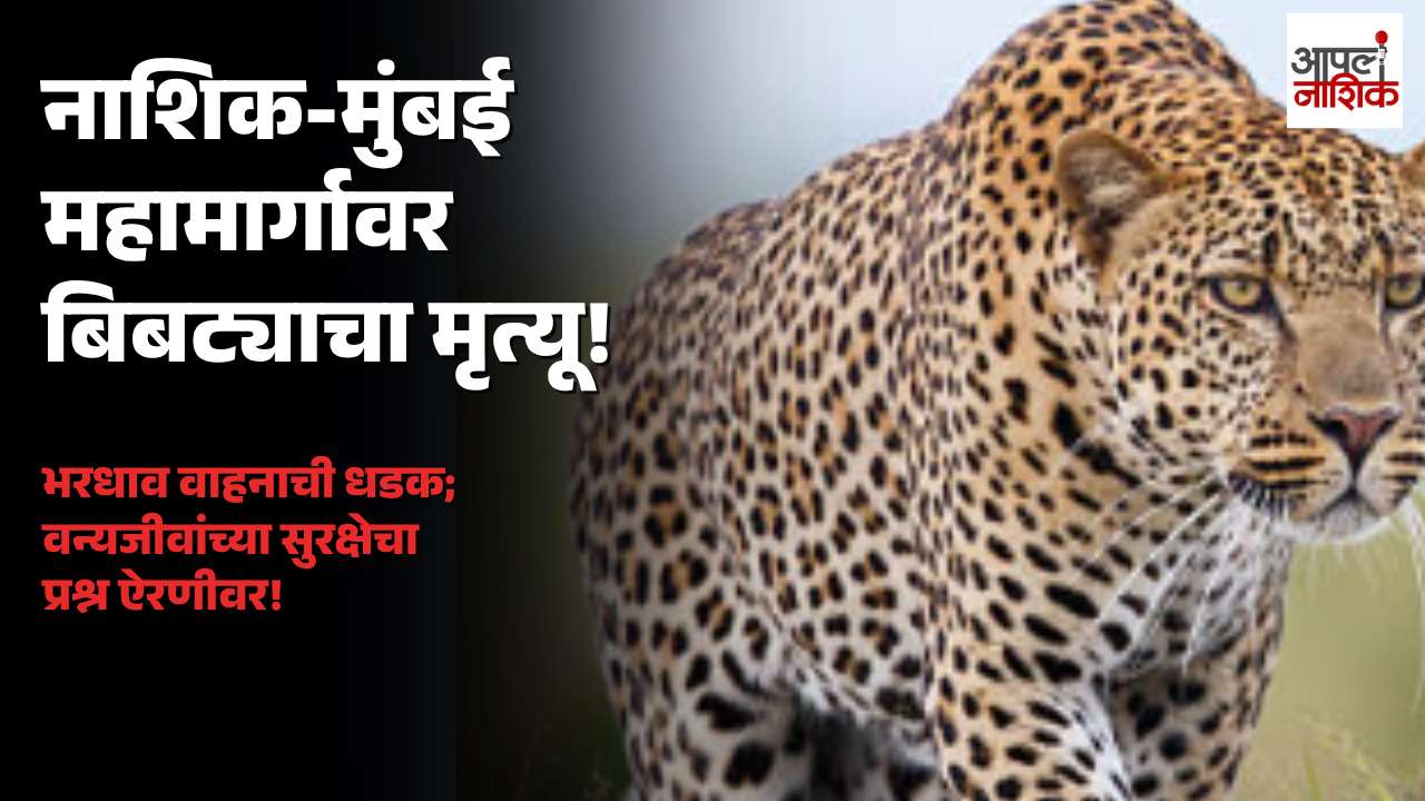 नाशिक-मुंबई महामार्गावर भरधाव वाहनाची बिबट्याला धडक; जागीच मृत्यू