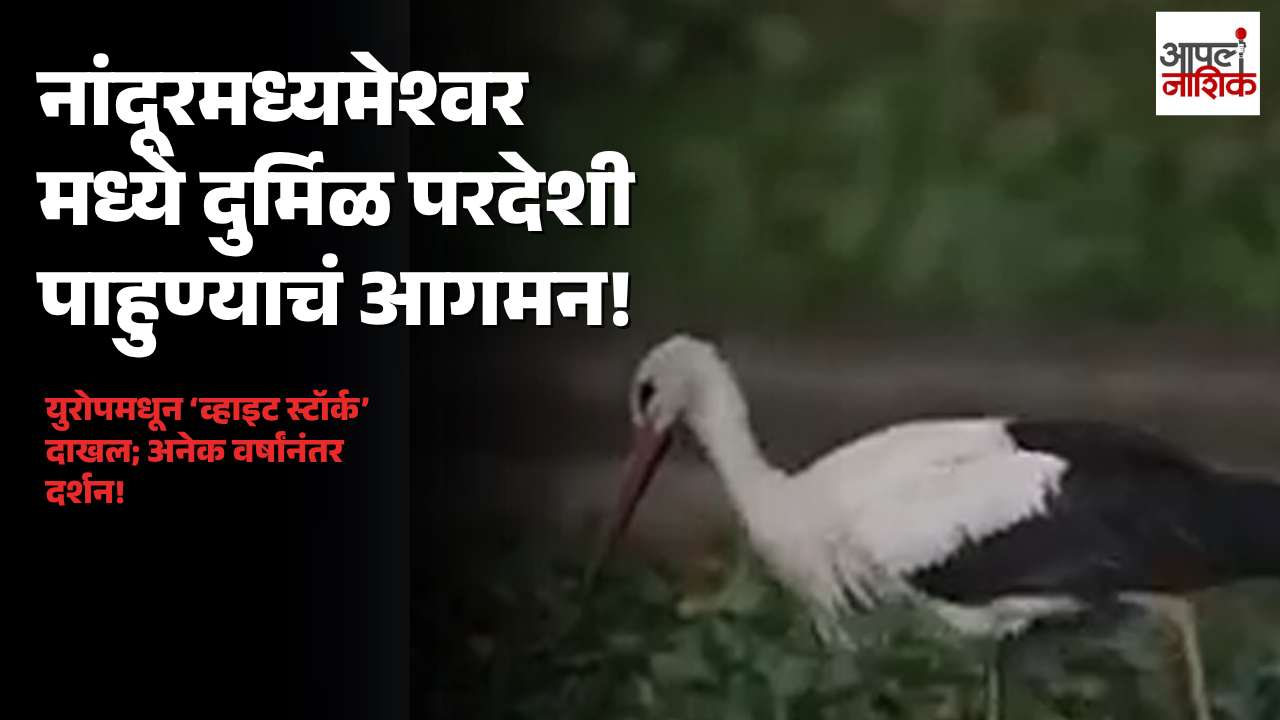 नांदूरमध्यमेश्वरमध्ये अनेक वर्षांनंतर ‘व्हाइट स्टॉर्क’चे आगमन; पक्षीप्रेमींमध्ये उत्सुकता