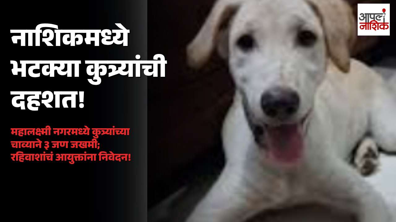 नाशिकच्या श्रीमहालक्ष्मी नगरमध्ये भटक्या कुत्र्यांचा उपद्रव; तीन नागरिकांना चावा घेतल्याची तक्रार