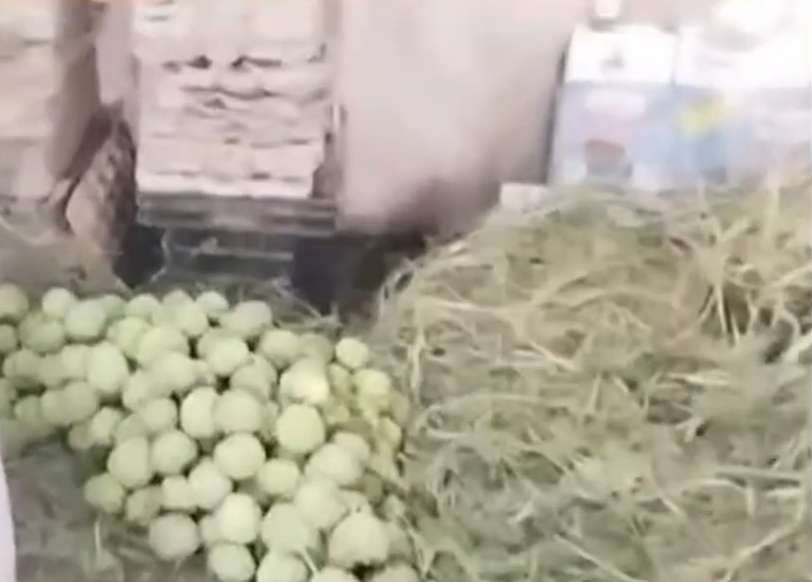 चोपडा बाजारपेठेत नैसर्गिकरीत्या पिकवलेल्या सीताफळांची आवक; किलोला १०० रुपयांचा भाव | Apla Nashik