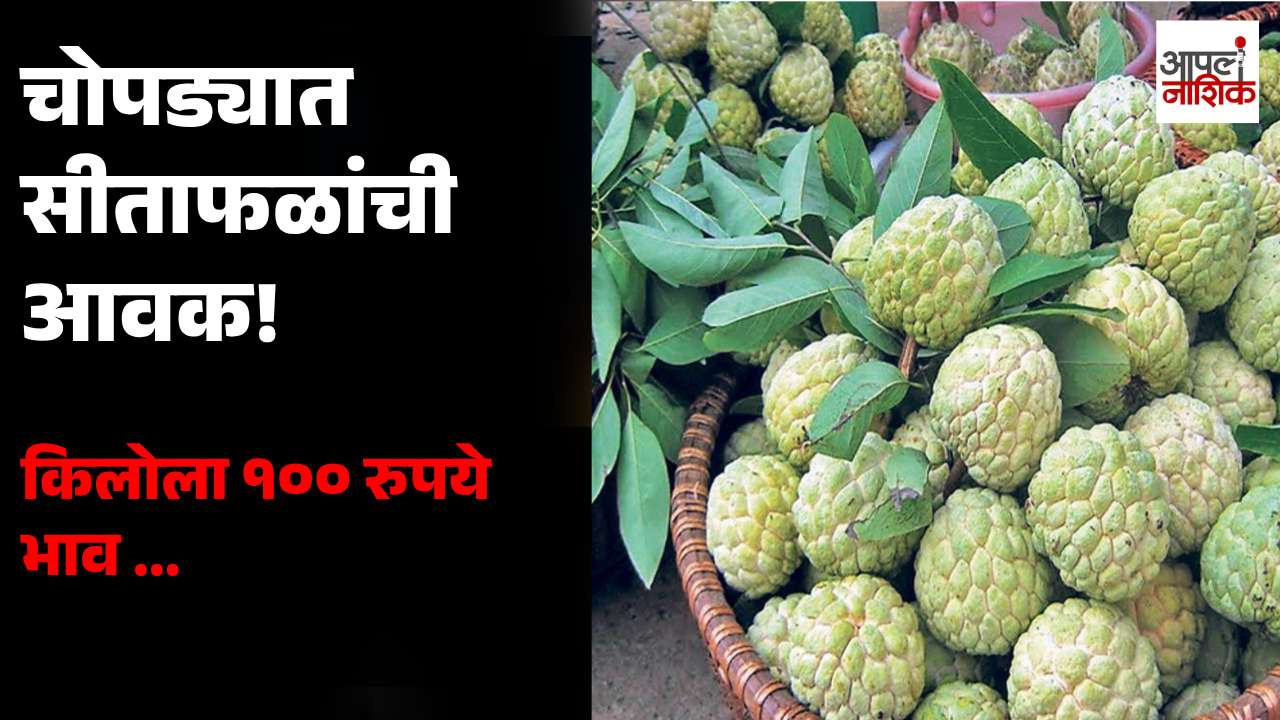 चोपडा बाजारपेठेत सीताफळांची आवक; किलोला १०० रुपये भाव