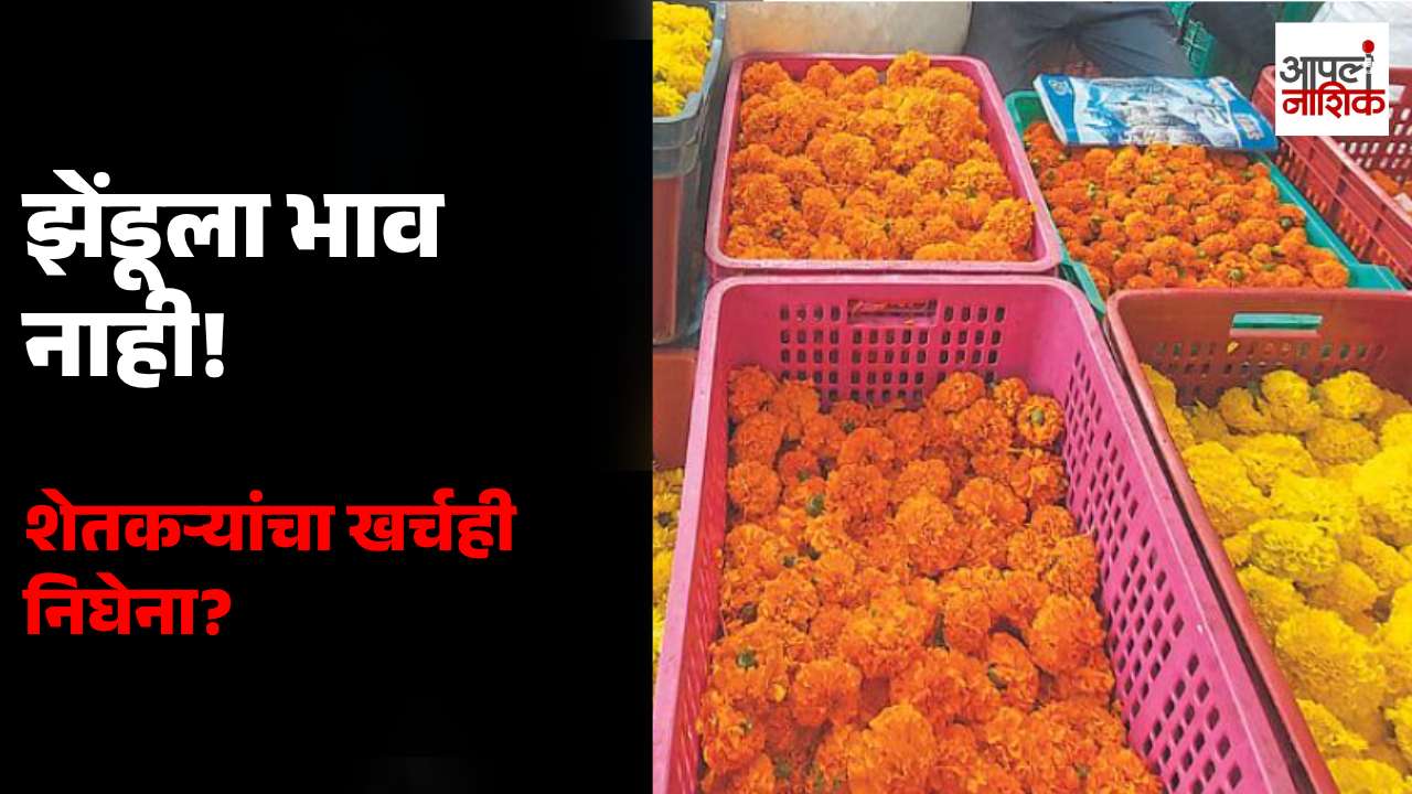 नाशिकमध्ये झेंडू उत्पादक शेतकरी अडचणीत; येवला आणि चांदवडमध्ये अपेक्षित भाव मिळेना