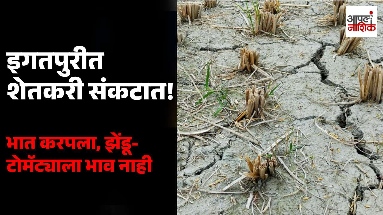 इगतपुरीतील शेतकरी तिहेरी संकटात; भात करपला, झेंडू आणि टोमॅट्याला भाव मिळेना