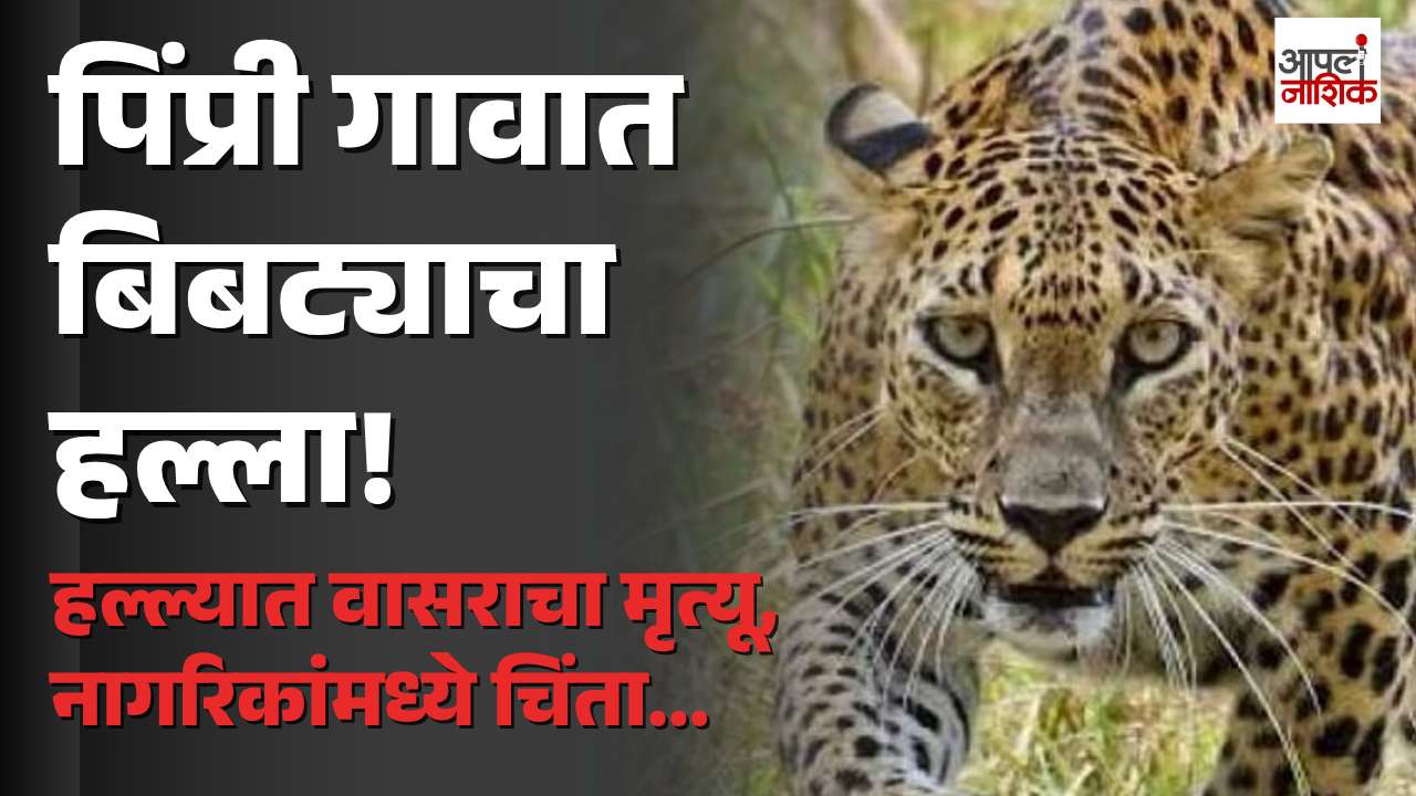 त्र्यंबकेश्वरच्या पिंप्री गावात बिबट्याचा हल्ला; वासरू ठार