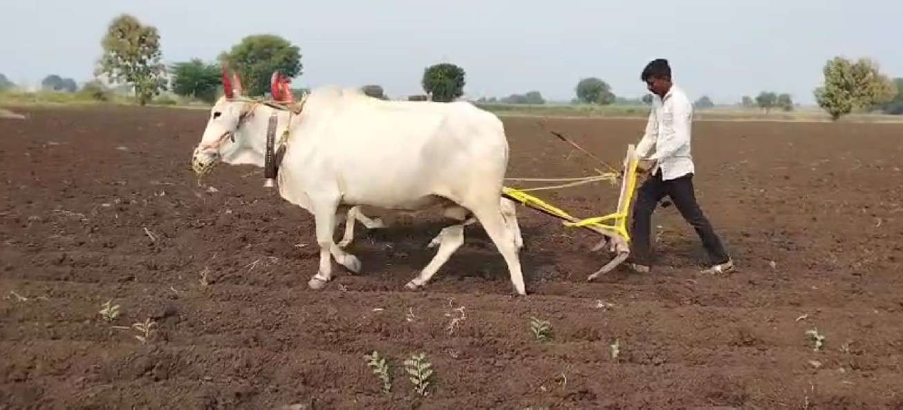 चोपड्यात खरीपानंतर रब्बी हंगामालाही फटका; हरभऱ्याची उगवण खुंटल्याने दुबार पेरणीचे संकट