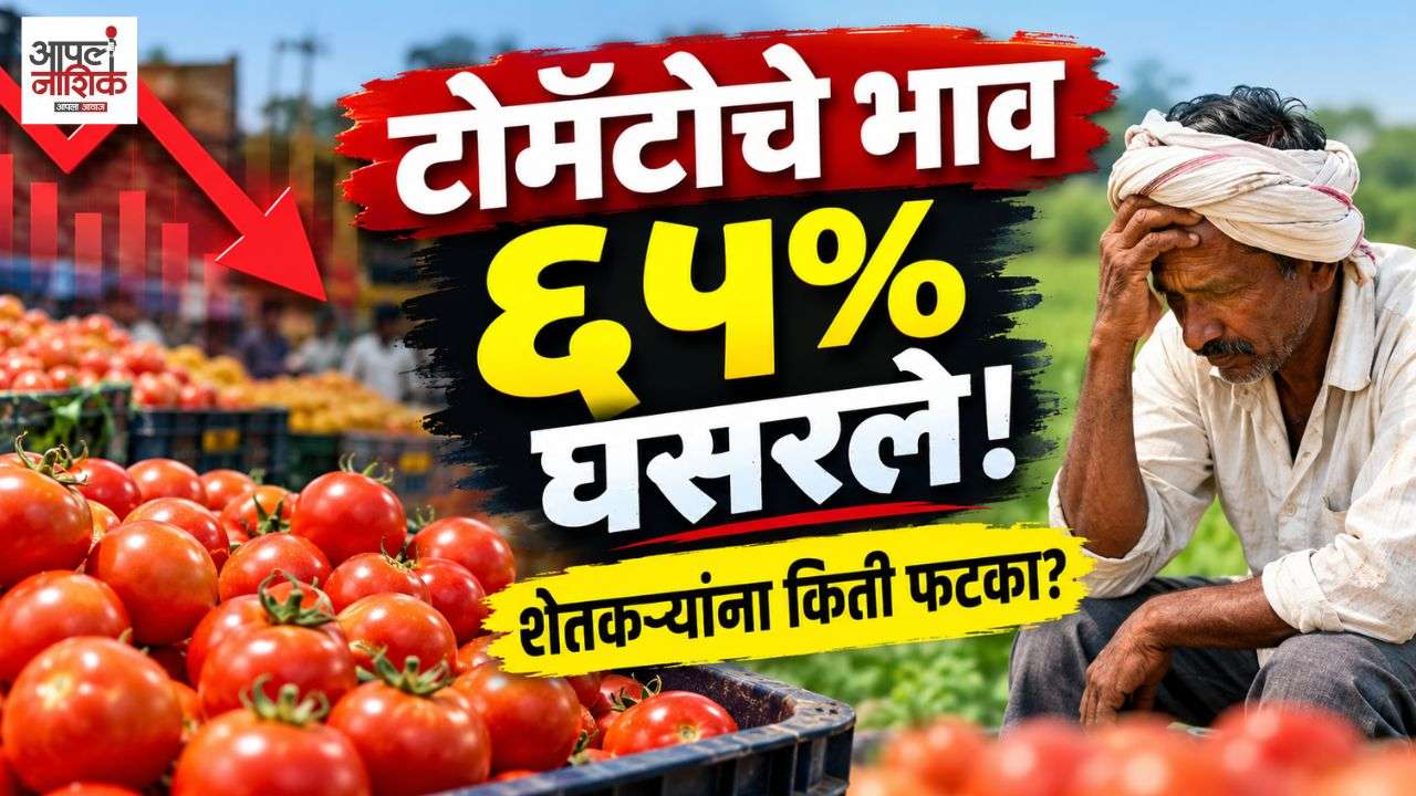 टोमॅटोचे भाव आठवड्यात ६५% घसरले! नाशिकच्या शेतकऱ्यांना मोठा फटका?