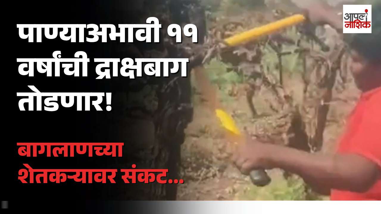 पाण्याअभावी बागलाणच्या शेतकऱ्याचा निर्णय; ११ वर्षांची द्राक्षबाग तोडण्याची वेळ