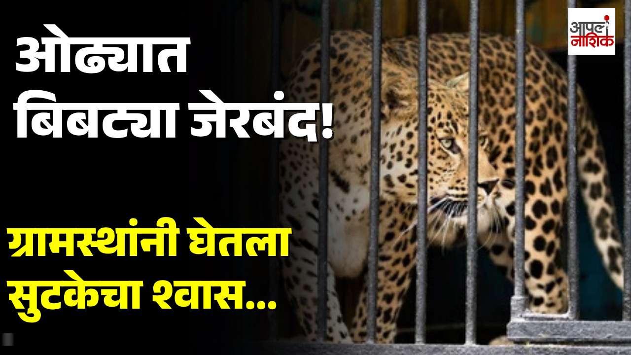 नाशिकच्या ओढ्यात दहशत माजवणारा बिबट्या जेरबंद! ग्रामस्थांनी घेतला सुटकेचा श्वास