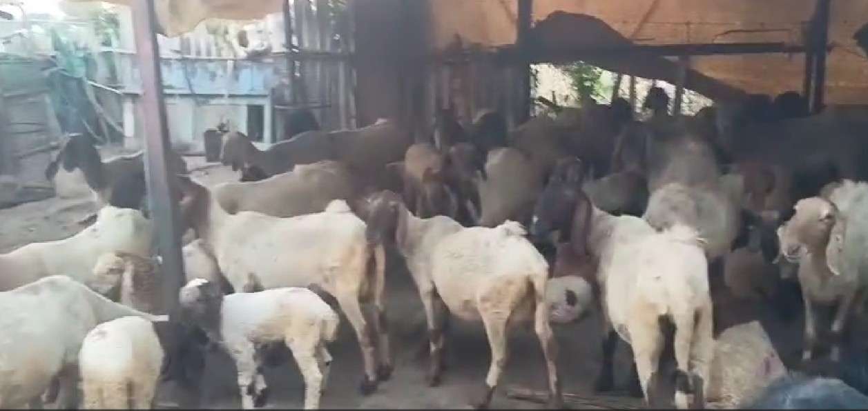 सिन्नरच्या शहा गावात मेंढ्यांच्या वाड्यावर चोरट्यांचा डल्ला; मेंढपाळ जागे होताच पसार